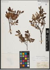 Foto von Salix waldsteiniana Willd.